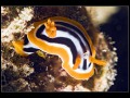 Chromodoris quadricolor