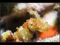 Raja Ampat; Banda Sea; Pacific Ocean; Indonesia