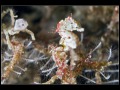Pontoh's Pygmy Seahorse
