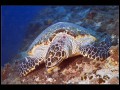 North Ari Atoll, Indian Ocean, Maldives