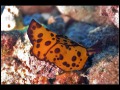 Berthella martensi