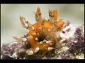 Flabellina exoptata