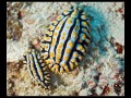 Phyllidia varicosa