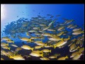 South Ari Atoll, Indian Ocean, Maldives