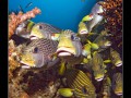 Yellow-ribbon Sweetlips and Oblique-banded Sweetlips