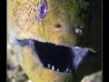 Giant Moray