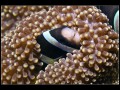 Clark's Anemonefish