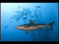 Gau Reef, Koro Sea, Pacific Ocean, Fiji Islands