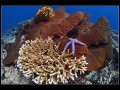 Komodo, Flores sea, Indian Ocean, Indonesia