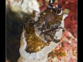 Aphelodoris gigas