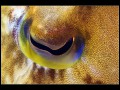 Raja Ampat; Banda Sea; Pacific Ocean; Indonesia