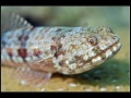 Komodo, Flores sea, Indian Ocean, Indonesia
