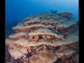 Komodo, Flores sea, Indian Ocean, Indonesia