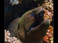 Komodo, Flores sea, Indian Ocean, Indonesia
