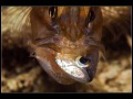 Pacific Tiger Cardinalfish hunting