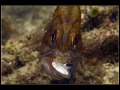 Pacific Tiger Cardinalfish hunting