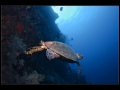 Tubbataha_IMG_0095