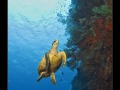 Tubbataha_IMG_0098