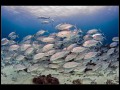 Tubbataha_IMG_0155