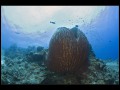 Tubbataha_IMG_0186