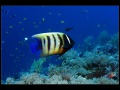 Tubbataha_IMG_0189