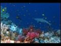 Tubbataha_IMG_0191
