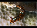 Nembrotha livingstonei