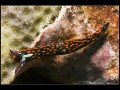 Nembrotha livingstonei