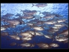 School of Big-eye Trlies