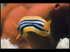 Chromodoris quadricolor