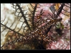 Ornate Ghostpipefish