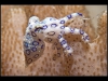 Blue-ringed Octopus