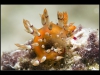 Flabellina exoptata