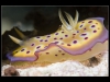 Chromodoris kuniei