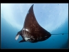 Manta Ray