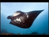 Manta Ray