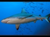 Gau Reef, Koro Sea, Pacific Ocean, Fiji Islands