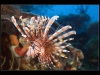 Tall-spine Lionfish