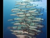 School of Great Barracudas