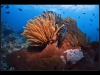 Komodo, Flores sea, Indian Ocean, Indonesia
