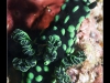Nembrotha cristata