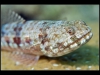 Komodo, Flores sea, Indian Ocean, Indonesia