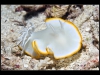 Ardeadoris Egretta