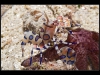 Harlequin Shrimp