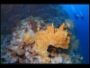 Tubbataha_IMG_0082