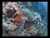 Tubbataha_IMG_0131