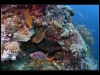 Tubbataha_IMG_0139