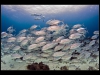 Tubbataha_IMG_0155