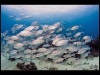 Tubbataha_IMG_0156