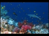 Tubbataha_IMG_0191